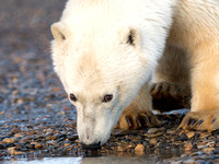 Polar bears of Kaktovik